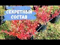 Секретный состав субстрата для голубики