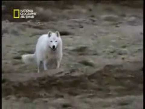 فيديو: كيف يصطاد الذئب