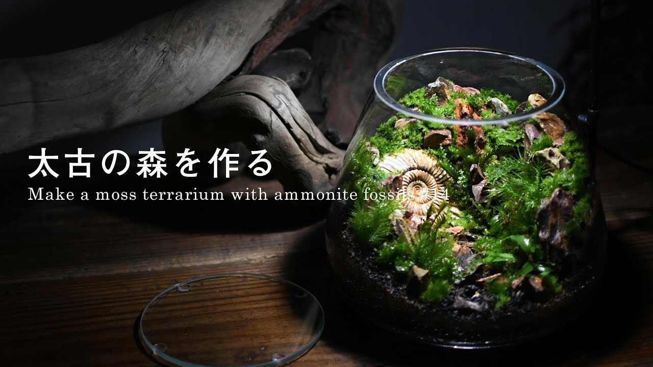 【苔テラリウムの作り方】化石を使って太古の森をつくる #14