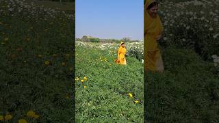 🌼प्रकृति की सुंदरता 🌼#nature#marigold#flower#beautiful#field#villagelife#pollutionfree