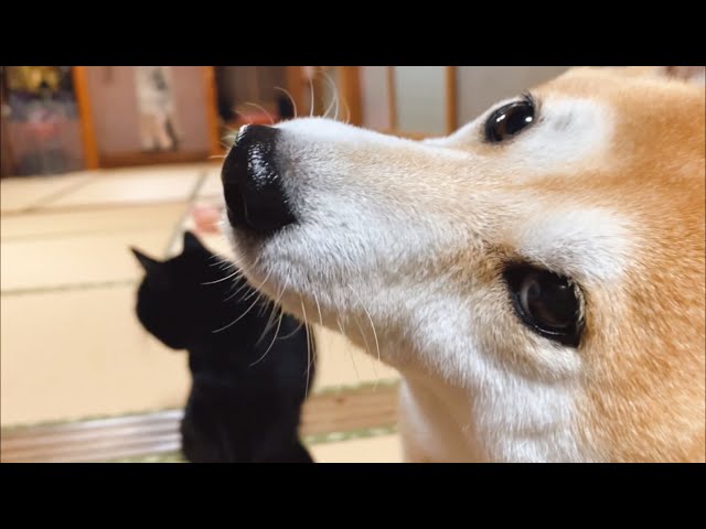 パパが遊んでくれないのでももがすねた　Dog gets moody