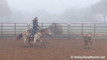 Snecom Blue - working cows! - ValleyViewRanch.net