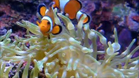 Real life Nemo || Clown Fish