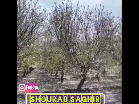 کشاورزی بادام مامایی در امریکا