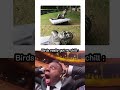 Birds really got no chill:
