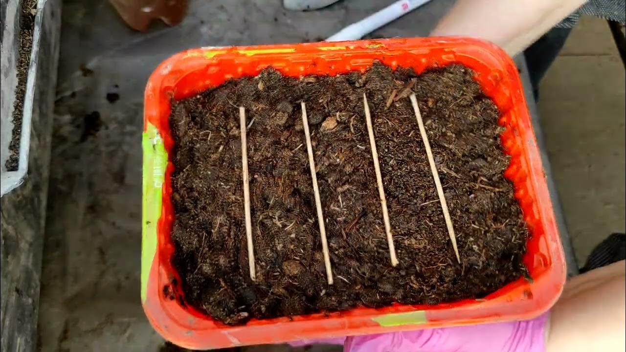 посеять семена томатов. посадка помидор на рассаду в 2022. посев томатов 24 год. во что сеять помидоры. посадка томатов на рассаду.