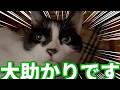 【ねこ動画】基本なんでも食べてくれるので大助かりです!!