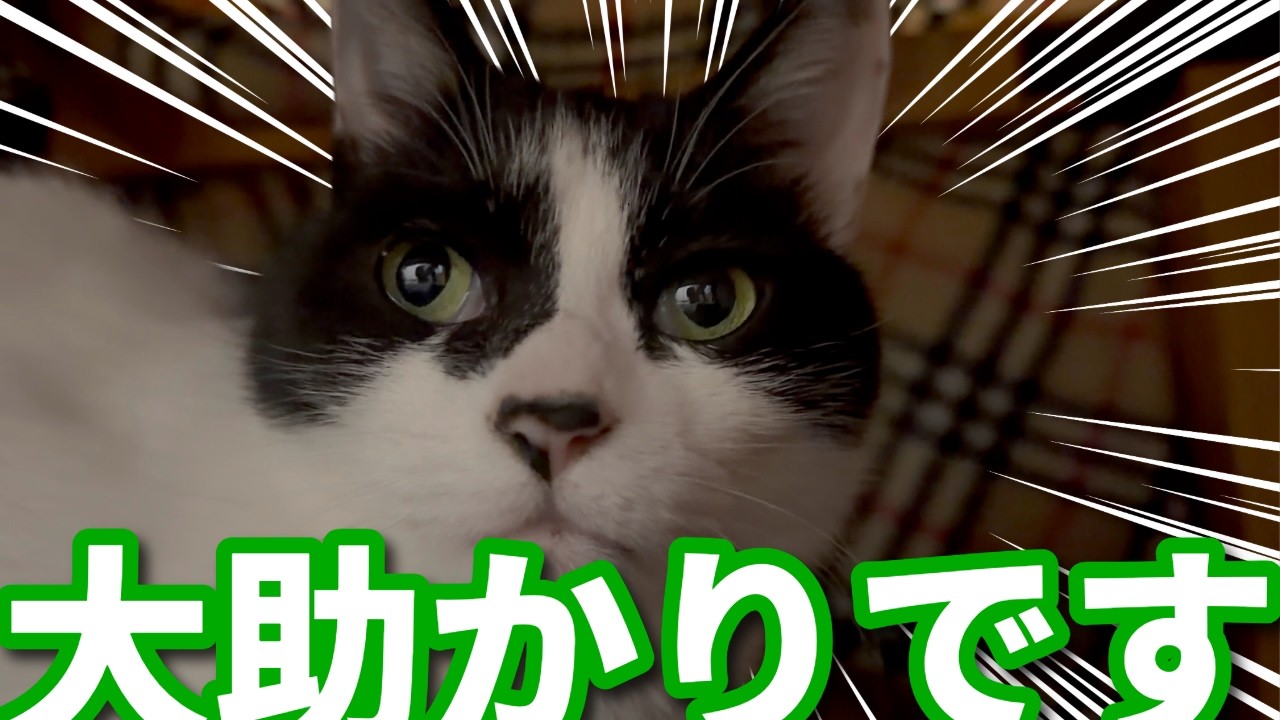 【ねこ動画】基本なんでも食べてくれるので大助かりです!!