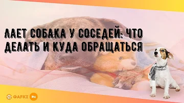 Куда обращаться если у соседей постоянно лает собака