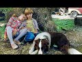 Un fidle compagnon  film complet en franais famille chien aventures