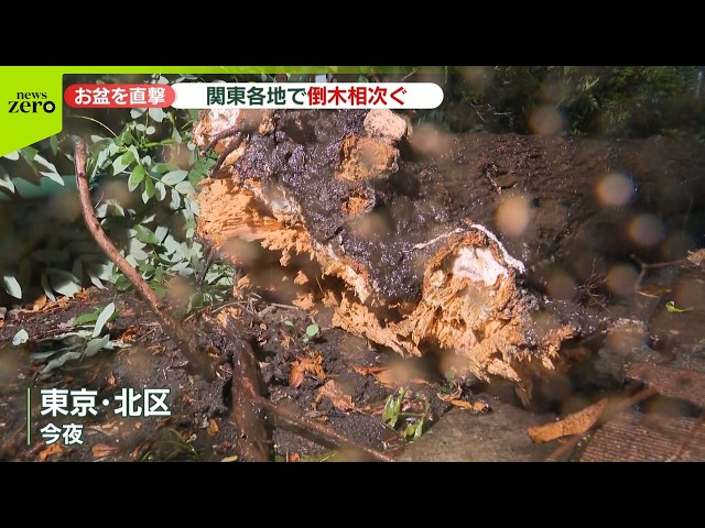 【速報】倒木相次ぐ　台風15号…お盆休み直撃　関東各地で被害