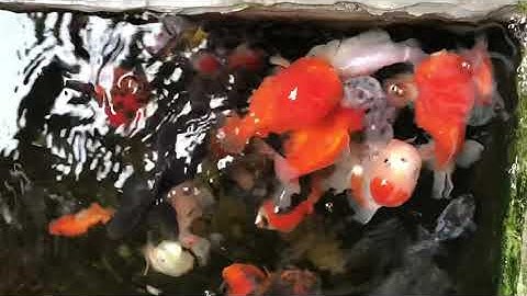 Cá ranchu nuôi thùng xốp trên ban công chung cư