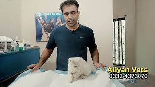 How to give syrup to a cat | Easy way to give medicine to a cat | Aliyan Pets Hospital