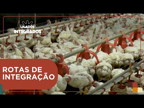 A relevância da produção de galinha caipira no semiárido nordestino |Ligados&Integrados - 06/03/2024