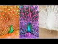 10 Pavos Reales Con Los Colores Más Hermosos del Mundo