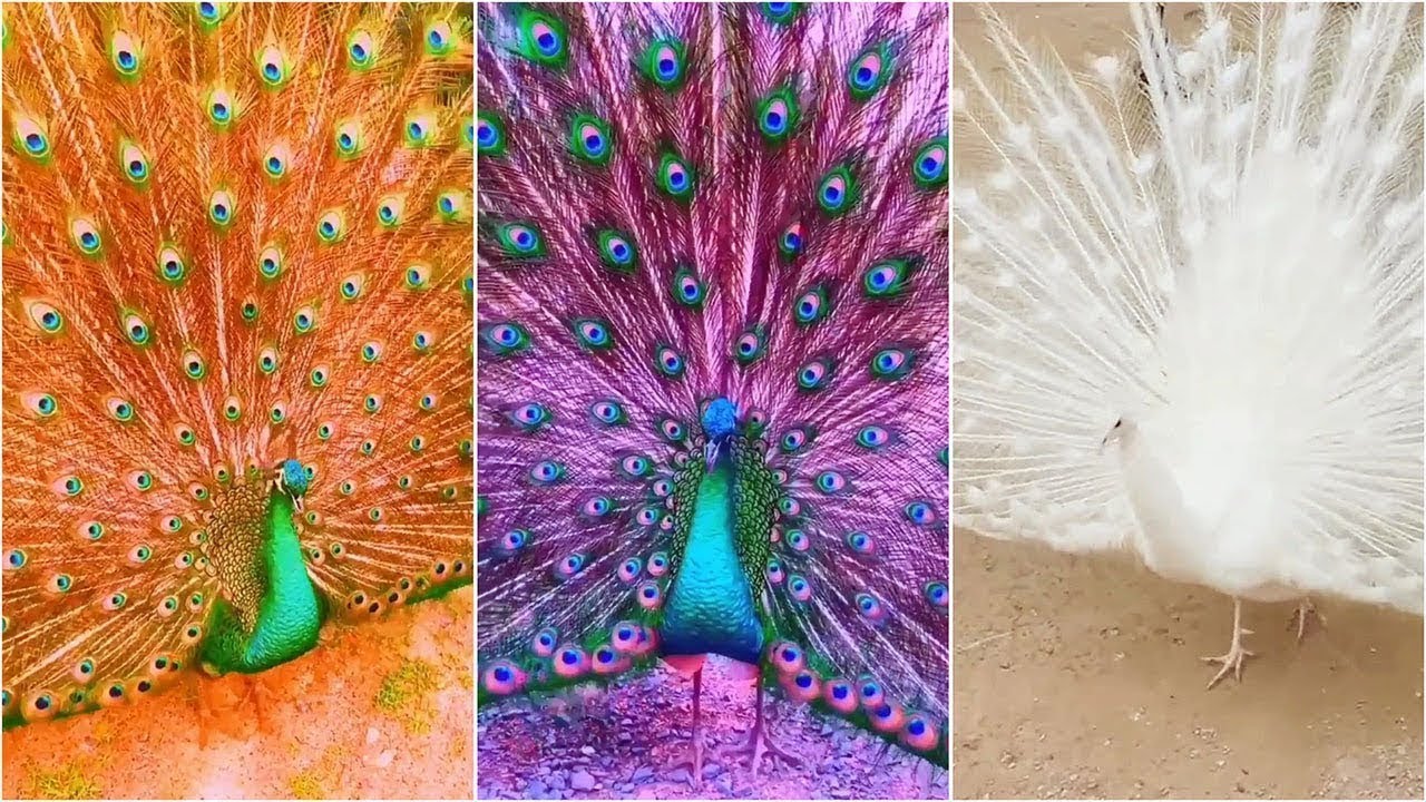 10 Pavos Reales Con Los Colores Más Hermosos del Mundo YouTube 10 Pavos Reales Con Los Colores Más Hermosos del Mundo YouTube
