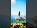 fancy pigeon alone🥹#youtube #ytshorts #pigeon #pigeonlover #fancypigeon #viralvideo #trending #2025