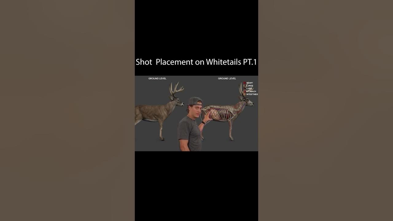 Shot Placement On A Whitetail Deer Pt 1 Youtube