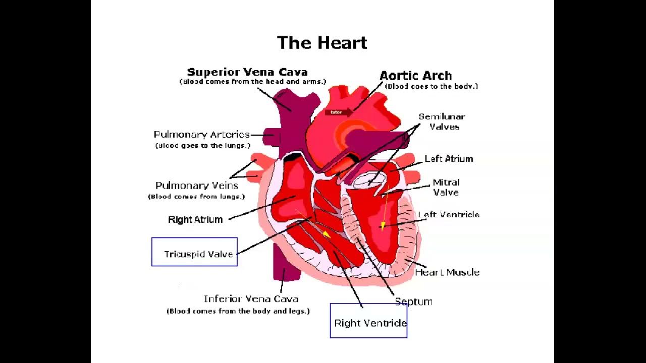 IGCSE Biology Heart 1 YouTube