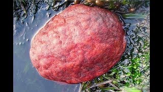 Người đàn ông chơi trên bờ biển phát hiện ‘hòn đá đỏ’ kỳ lạ, lật ngược lại thì… khó tin vào mắt mình