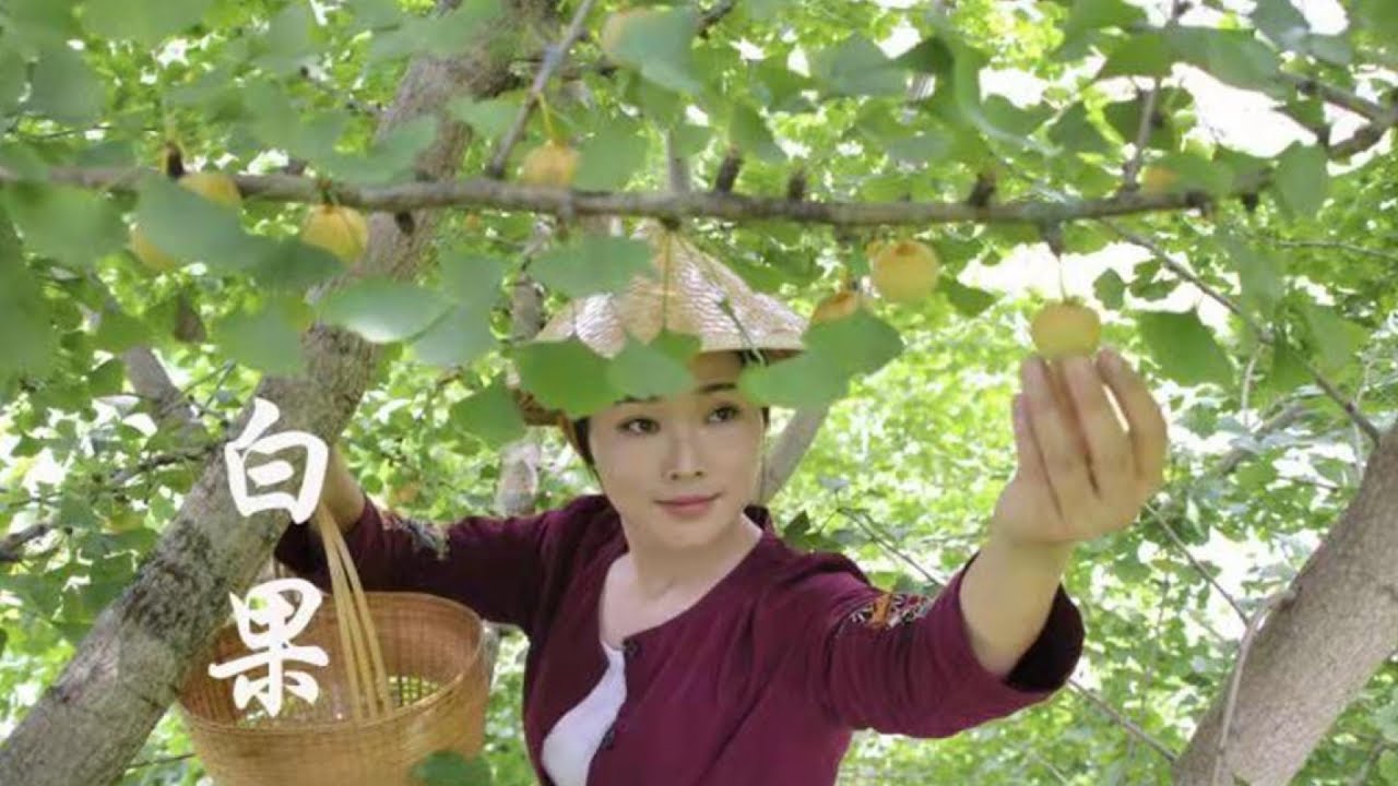 雲南美食 台北 Pick some ginkgo and stew a pot of autumn health soup: stew small intestine of pig with ginkgo