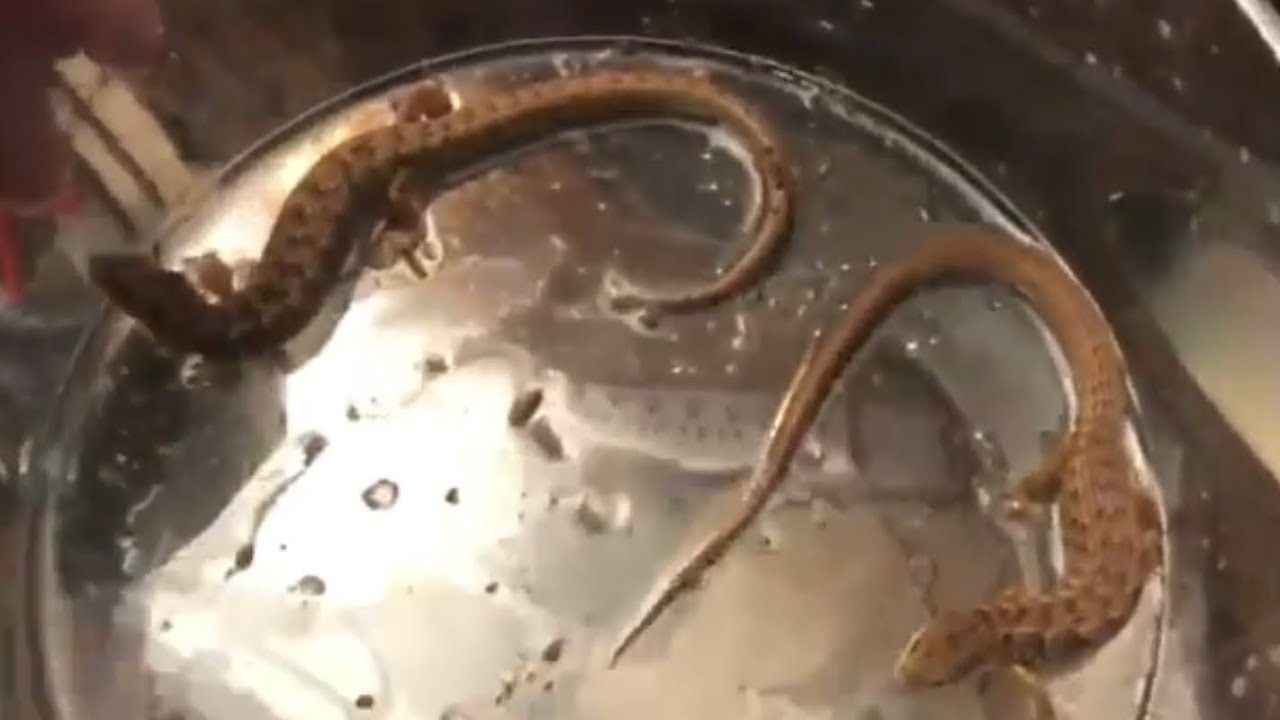 Alligator Lizard Tank Setup Updated version YouTube