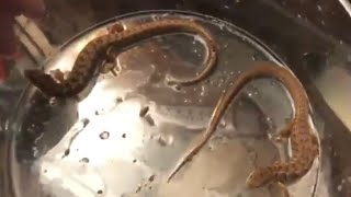 Alligator Lizard Tank Setup Updated Version