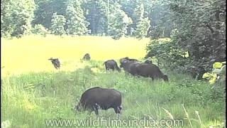 Gaur The Largest Extant Bovine