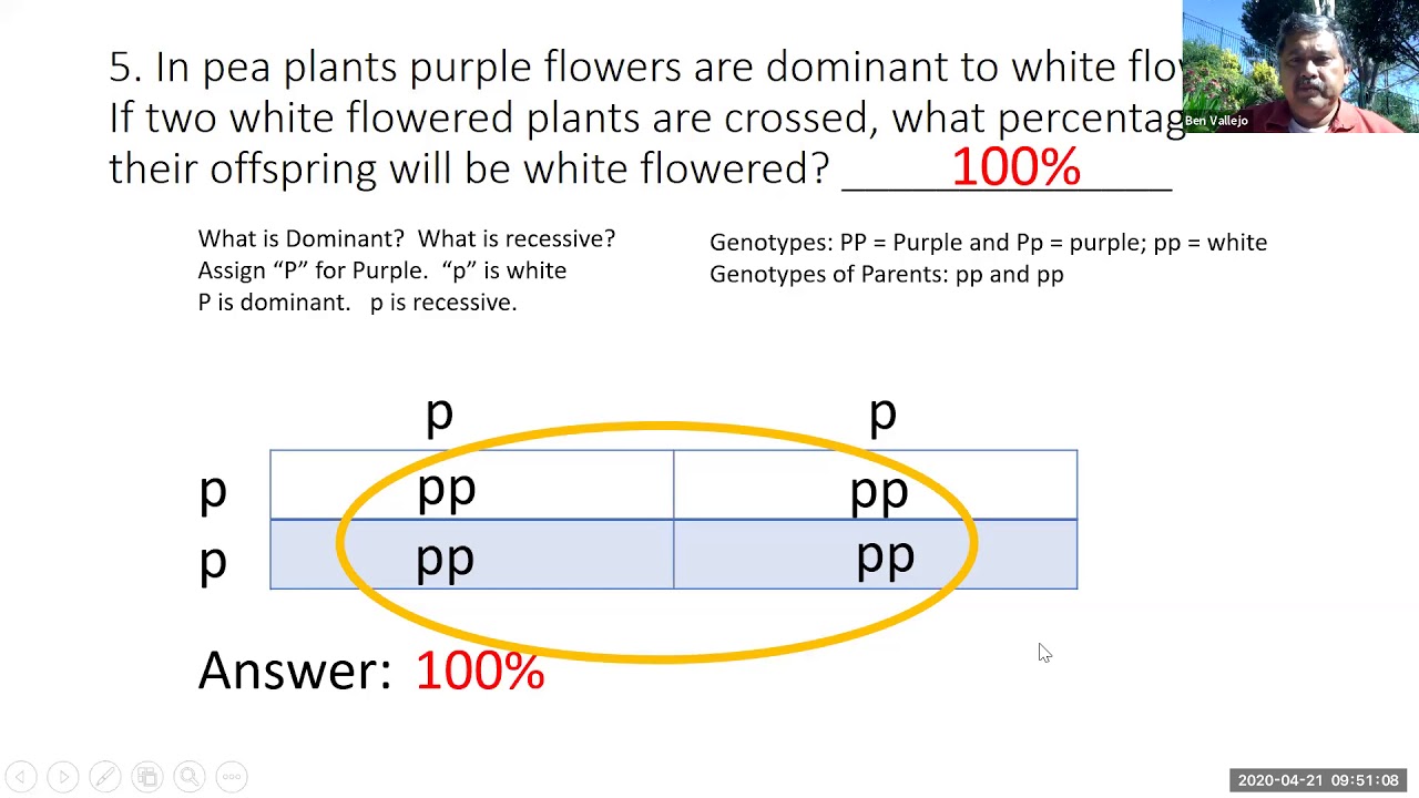 Practice Genetics Problems Solutions - YouTube