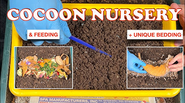 Red Wiggler Cocoon Nursery Update + 6000 Worm Tower Feeding | Vermicompost Worm Farm