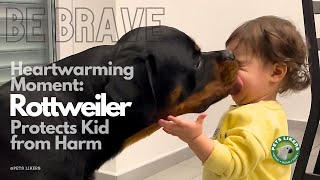 Heartwarming Moment 🐶 Rottweiler Protects Kid from Harm! 🐕 #rottweiler #petslikers by PETs LIKERS 2,949 views 2 months ago 1 minute, 55 seconds