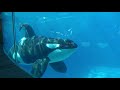 Orcas of SeaWorld San Diego