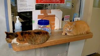 今日はいつもの茶トラ以外に三毛猫もカウンターに寝てました