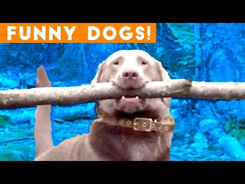 funny dogs 2018