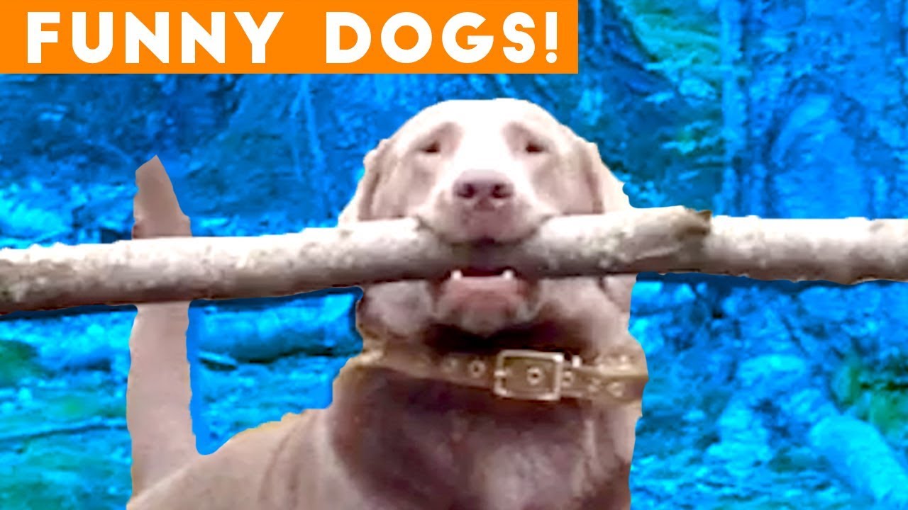 funny dogs 2018