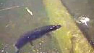 pike attack