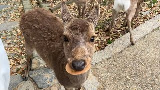 Visit Nara Deer Park and try local beef hotpot