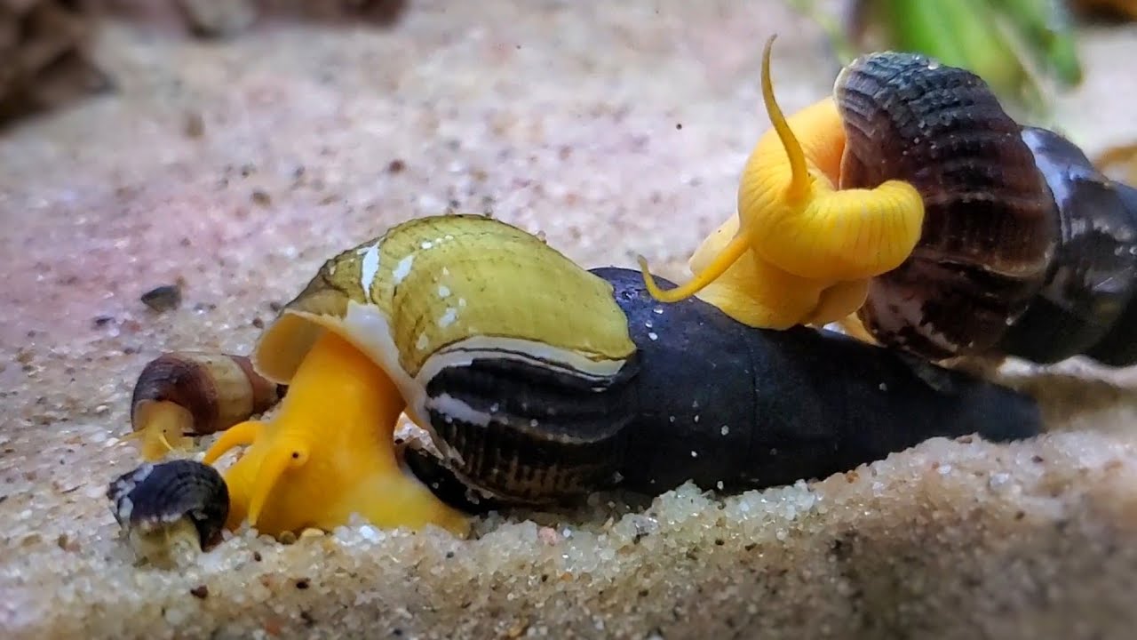 Rabbit snails tylomelania 