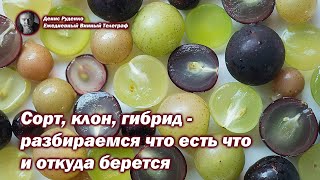 Сорт, клон, гибрид - разбираемся что есть что и откуда берется