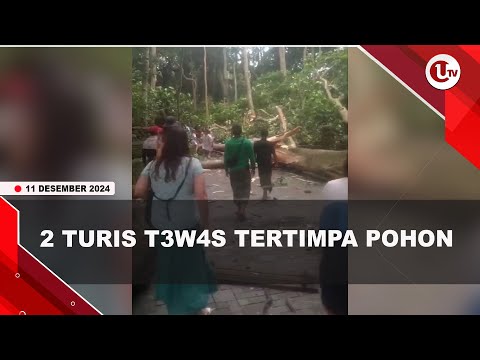 2 TURIS T3W4S TERTIMPA POHON BESAR DI WISATA MONKEY FOREST | U-NEWS