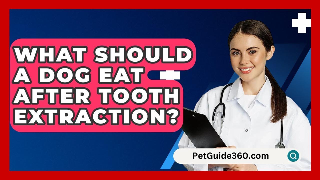 What Should A Dog Eat After Tooth Extraction? - PetGuide360.com