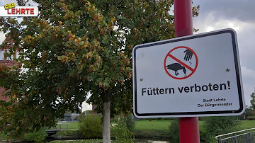 Wann Enten füttern?