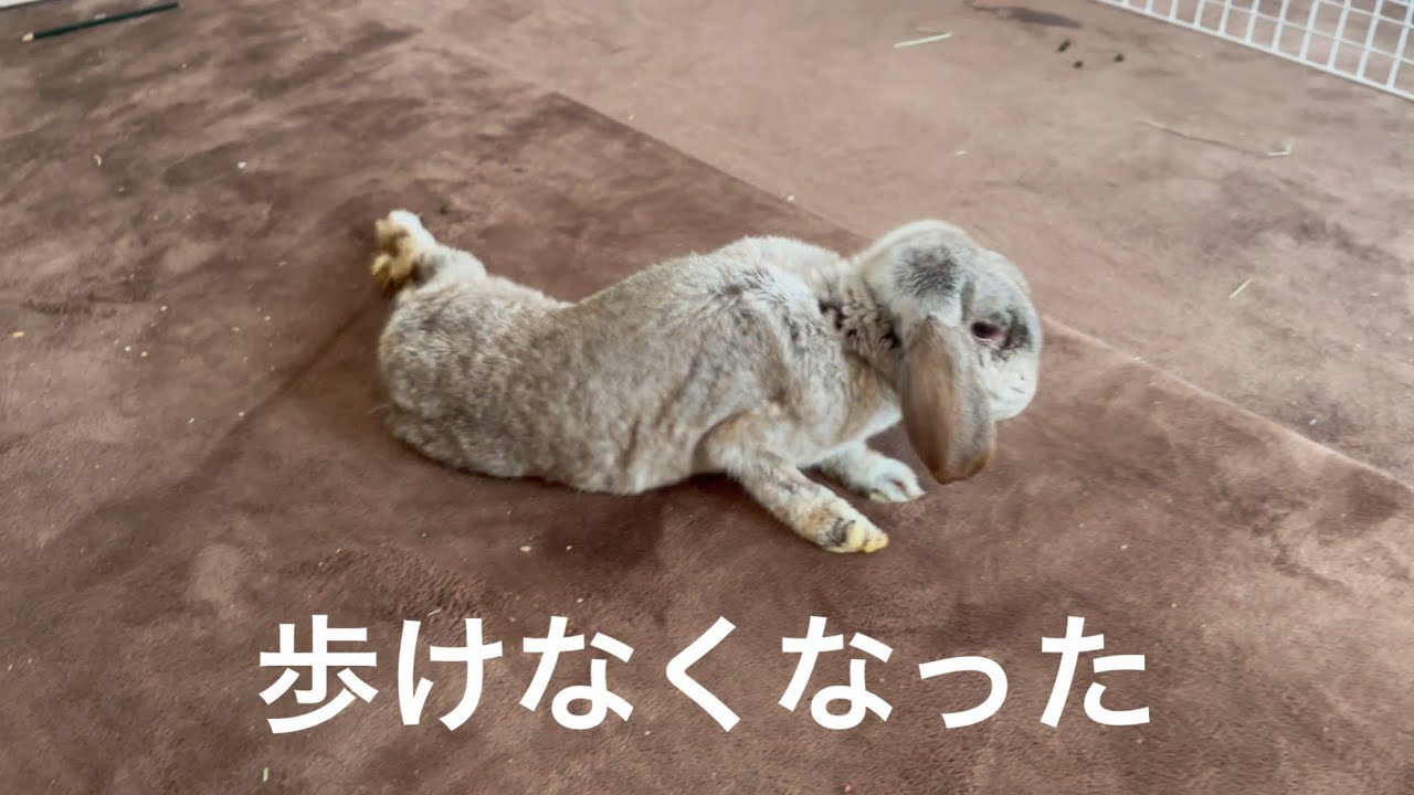 突然歩けなくなったうさぎのぽっちゃん…今自分にできること