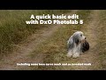 A quick edit of the sweetest puppy ever, in DxO Photolab 5