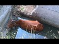 Cow rescue  pashu seva team pashuseva viral