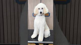 Doggy Daily Episode 543: Gigi the Standard Poodle 🐾 #doggrooming #standardpoodle #poodlepuppy