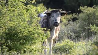 Knepp Wildland Longhorns in early morning scrubland