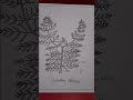 #botany #study #lyginopteris tree#file