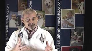 Dog Heart Failure - Heart Failure in Dogs