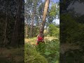 #zufällen #stihl #500i #milwaukee #chainsaw #wood #forest #forstwirtschaft #Borkenkäfer